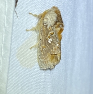 Pseudanapaea (genus) at Jerrabomberra, NSW - 21 Mar 2022