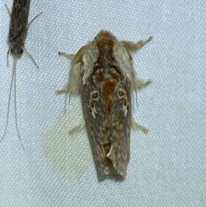 Pseudanapaea (genus) at Jerrabomberra, NSW - 21 Mar 2022