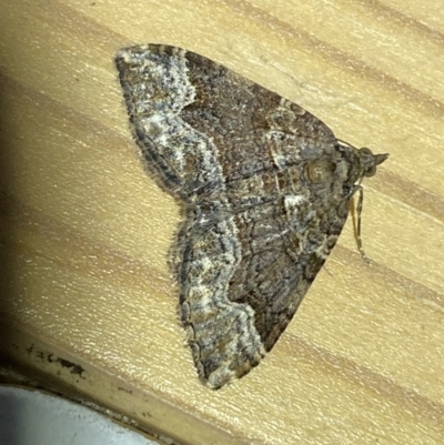 Epyaxa subidaria (Subidaria Moth) at QPRC LGA - 20 Mar 2022 by Steve_Bok