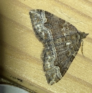 Epyaxa subidaria at Jerrabomberra, NSW - suppressed