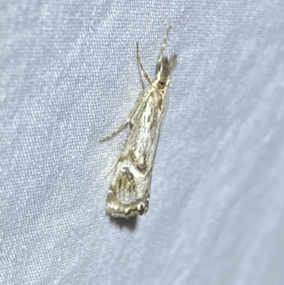 Hednota longipalpella (Pasture Webworm) at Jerrabomberra, NSW - 20 Mar 2022 by Steve_Bok