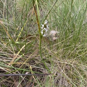 Paraprasophyllum alpestre at Cotter River, ACT - 21 Mar 2022