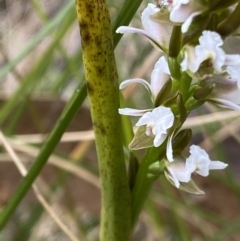 Paraprasophyllum alpestre at Cotter River, ACT - 21 Mar 2022