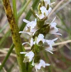 Paraprasophyllum alpestre at Cotter River, ACT - 21 Mar 2022