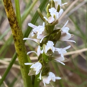 Paraprasophyllum alpestre at Cotter River, ACT - suppressed