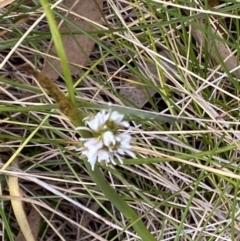 Paraprasophyllum alpestre at Cotter River, ACT - 21 Mar 2022