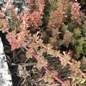 Crassula sieberiana at Cotter River, ACT - 13 Mar 2022