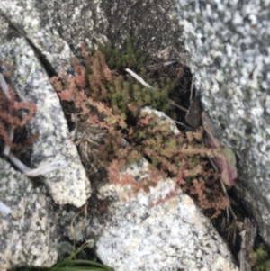 Crassula sieberiana at Cotter River, ACT - 13 Mar 2022