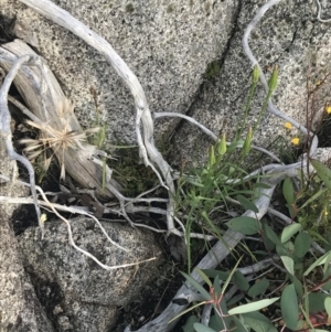 Tragopogon sp. at Cotter River, ACT - 13 Mar 2022 08:15 AM