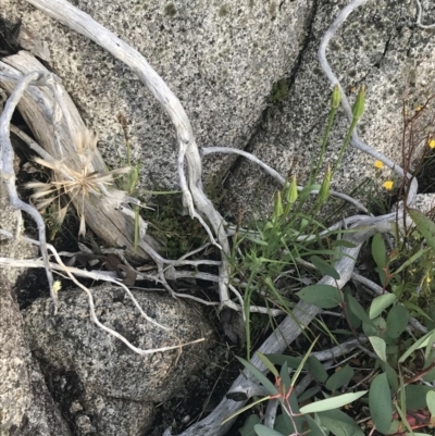 Tragopogon sp. (A Goatsbeard) at Cotter River, ACT - 13 Mar 2022 by Tapirlord