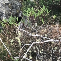 Tasmannia xerophila subsp. xerophila (Alpine Pepperbush) at Cotter River, ACT - 13 Mar 2022 by Tapirlord