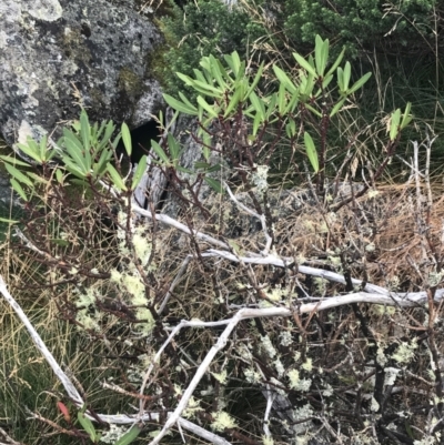 Tasmannia xerophila subsp. xerophila (Alpine Pepperbush) at Cotter River, ACT - 12 Mar 2022 by Tapirlord