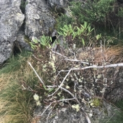 Tasmannia xerophila subsp. xerophila at Cotter River, ACT - 13 Mar 2022