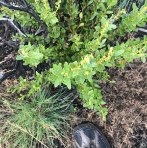 Orites lancifolius at Cotter River, ACT - 13 Mar 2022 08:33 AM