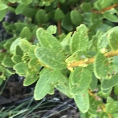 Orites lancifolius at Cotter River, ACT - 13 Mar 2022 08:33 AM