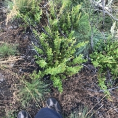 Orites lancifolius at Cotter River, ACT - 13 Mar 2022 08:33 AM