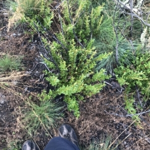 Orites lancifolius at Cotter River, ACT - 13 Mar 2022 08:33 AM