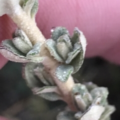 Olearia brevipedunculata (Dusty Daisy Bush) at Cotter River, ACT - 12 Mar 2022 by Tapirlord