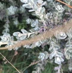 Olearia brevipedunculata at Cotter River, ACT - 13 Mar 2022 08:34 AM