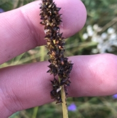 Carex incomitata (Hillside Sedge) at Cotter River, ACT - 13 Mar 2022 by Tapirlord