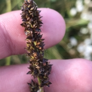 Carex incomitata at Cotter River, ACT - 13 Mar 2022