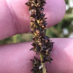 Carex incomitata at Cotter River, ACT - 13 Mar 2022