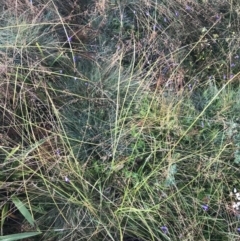 Carex incomitata at Cotter River, ACT - 13 Mar 2022