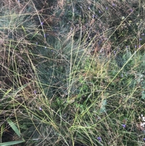 Carex incomitata at Cotter River, ACT - 13 Mar 2022