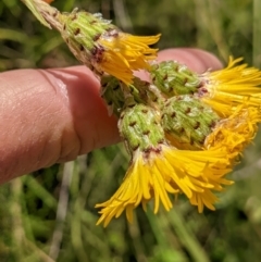 Podolepis robusta (Alpine Podolepis) at Nurenmerenmong, NSW - 3 Feb 2022 by Marchien