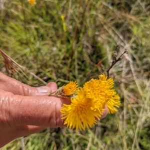 Podolepis robusta at Nurenmerenmong, NSW - 3 Feb 2022