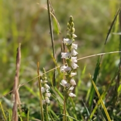 Spiranthes australis (Austral Ladies Tresses) at Nurenmerenmong, NSW - 3 Feb 2022 by Marchien