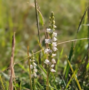 Spiranthes australis at Nurenmerenmong, NSW - 3 Feb 2022