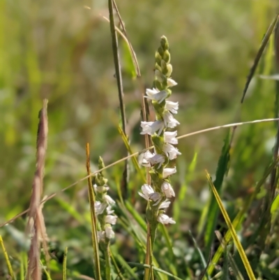 Spiranthes australis (Austral Ladies Tresses) at Nurenmerenmong, NSW - 3 Feb 2022 by Marchien
