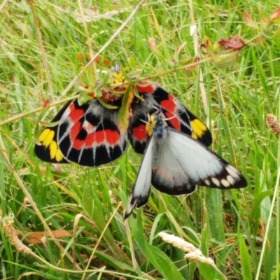 Delias harpalyce (Imperial Jezebel) at Weetangera, ACT - 20 Mar 2022 by sangio7