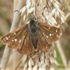 Atkinsia dominula (Two-brand grass-skipper) at Namadgi National Park - 21 Mar 2022 by JohnBundock