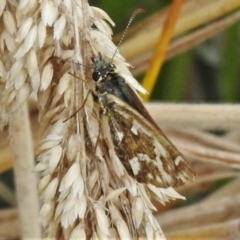 Atkinsia dominula at Cotter River, ACT - suppressed