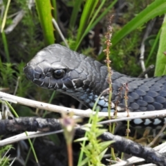 Austrelaps ramsayi (Highlands Copperhead) at Namadgi National Park - 21 Mar 2022 by JohnBundock