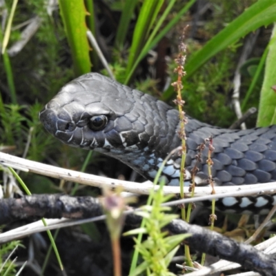 Austrelaps ramsayi (Highlands Copperhead) at Cotter River, ACT - 21 Mar 2022 by JohnBundock