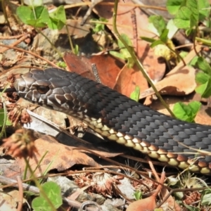 Austrelaps ramsayi at Cotter River, ACT - 21 Mar 2022