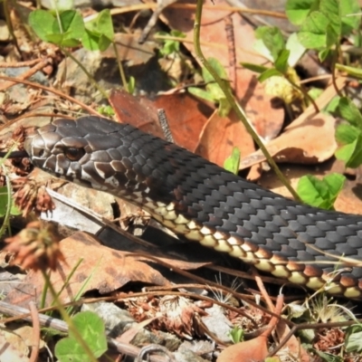 Austrelaps ramsayi (Highlands Copperhead) at Cotter River, ACT - 21 Mar 2022 by JohnBundock