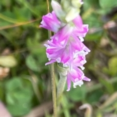 Spiranthes australis (Austral Ladies Tresses) at Cotter River, ACT - 21 Mar 2022 by RAllen