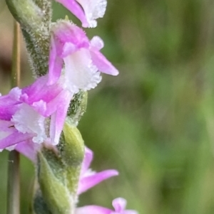 Spiranthes australis at Cotter River, ACT - 21 Mar 2022