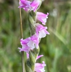 Spiranthes australis at Cotter River, ACT - 21 Mar 2022