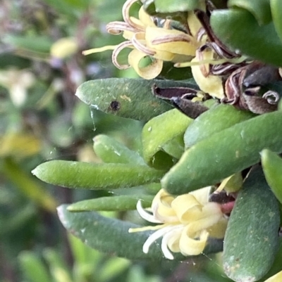Persoonia subvelutina (Velvety Geebung) at Cotter River, ACT - 21 Mar 2022 by RAllen