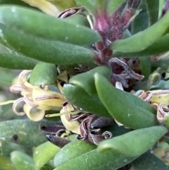 Persoonia subvelutina at Cotter River, ACT - 21 Mar 2022