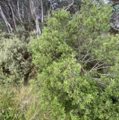 Persoonia subvelutina at Cotter River, ACT - 21 Mar 2022