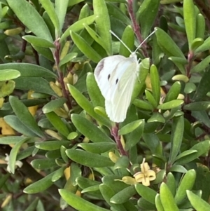 Persoonia subvelutina at Cotter River, ACT - 21 Mar 2022 04:44 PM