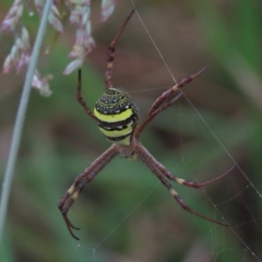 Argiope keyserlingi (St Andrew's Cross Spider) at Hall Cemetery - 4 Mar 2022 by AndyRoo