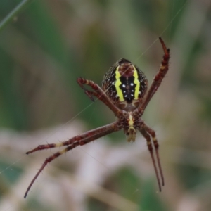 Argiope keyserlingi at Hall, ACT - 5 Mar 2022