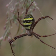 Argiope keyserlingi at Hall, ACT - 5 Mar 2022